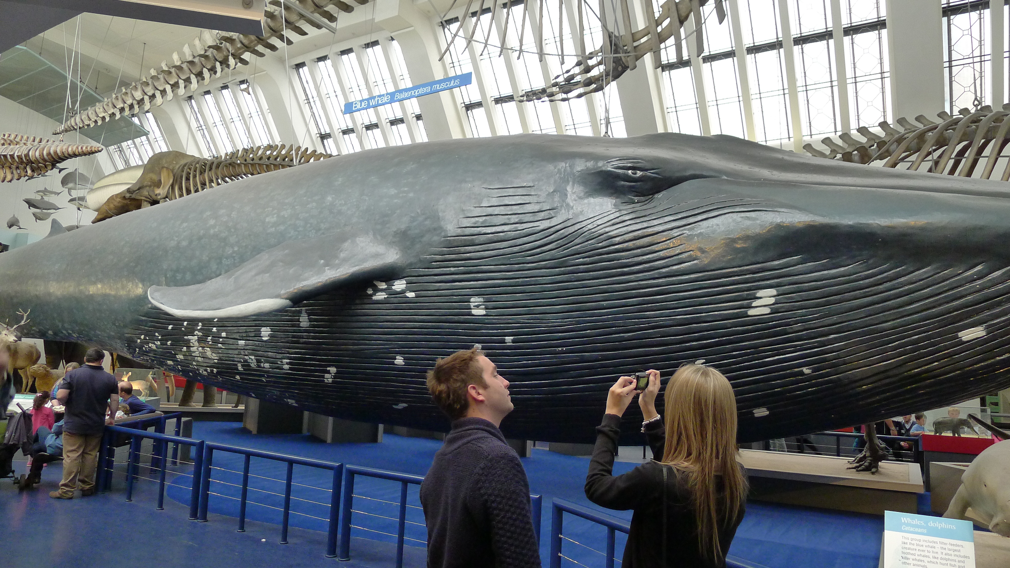 Сколько кит размер. Голубой кит 33 метра. Самый большой кит в мире Размеры. Самый большой синий кит.